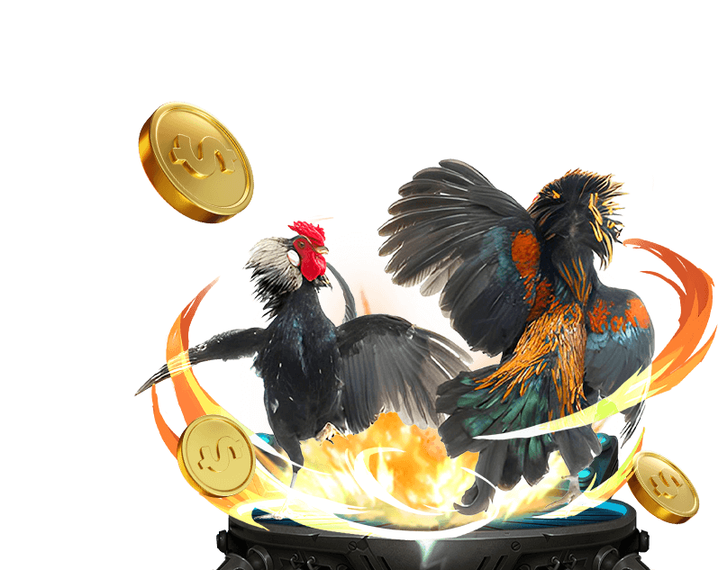 Trận đá gà cựa dao gay cấn tại Daga68