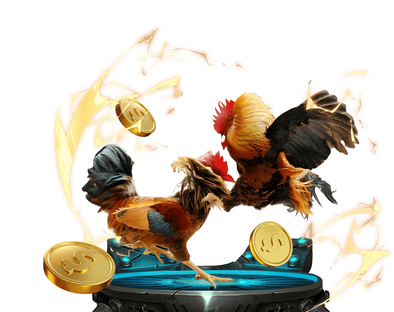 Trận đá gà cựa sắt đầy kịch tính tại Daga68